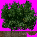 Tree3Tex1